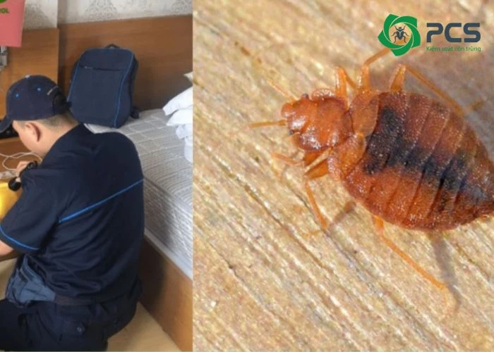 Lợi ích chọn dịch vụ diệt rệp chuyên nghiệp tại Đồng Nai